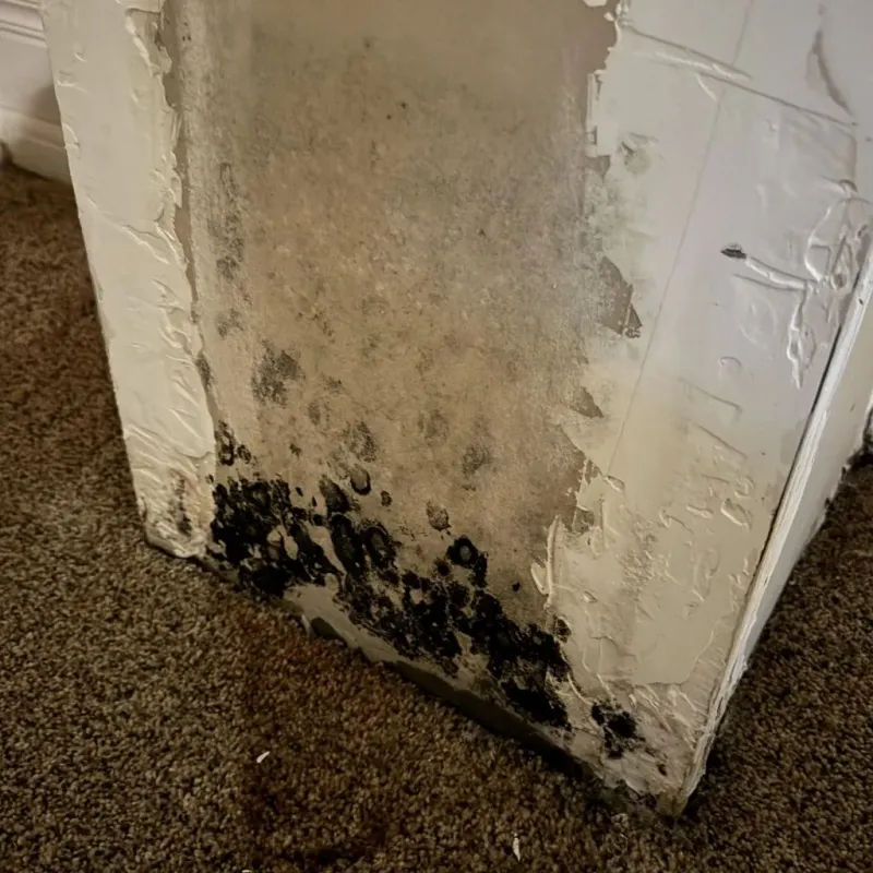 Professional Mold Removal in Beaufort County, NC